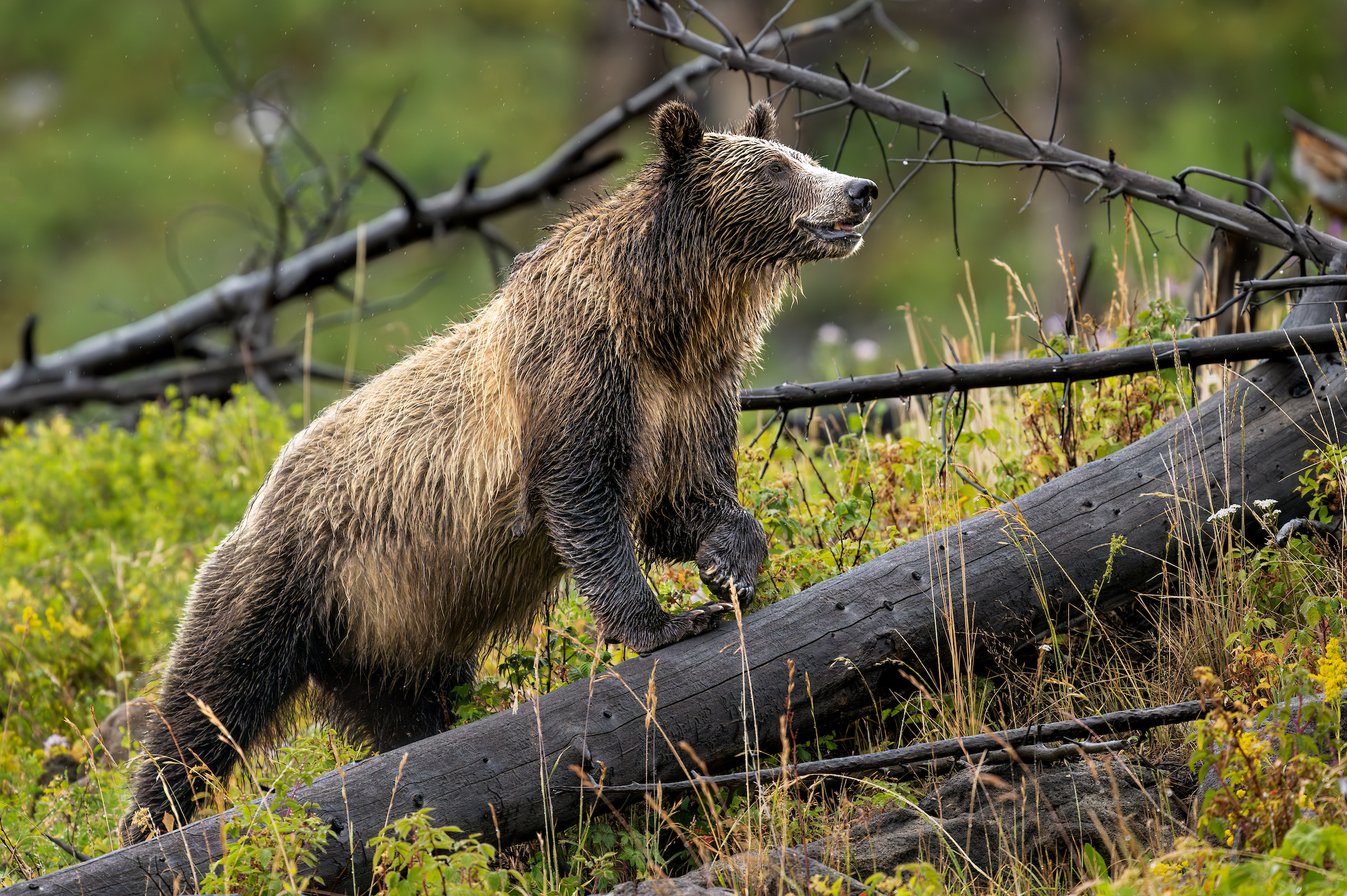 Bear named Snow, age 8, shown alerted climbing a tree.